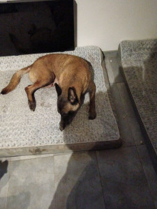 Photo de galerie - Malinoise très sympathique 