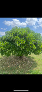 Photo de galerie - Passionné de jardinage, je peux m’occupe de l’entretient de votre jardin, de votre extérieur 