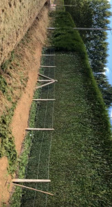 Photo de galerie - Taille de haie