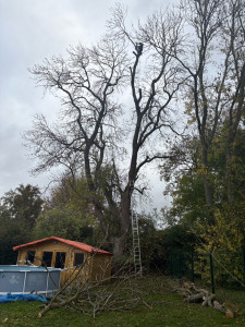 Photo de galerie - Elagage et coupe d'arbres