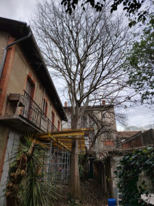 Photo de galerie - Elagage et coupe d'arbres