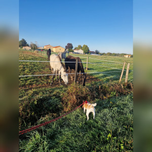 Photo de galerie - Petite beagle que je garde,  d'un an et demi avec ses copains ??