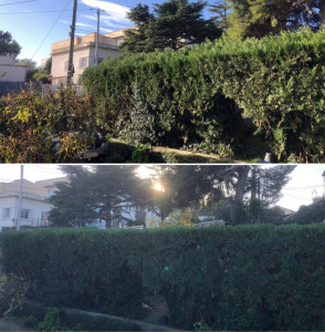 Photo de galerie - Taille de haies et d'arbustes