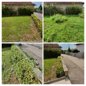 Photo de galerie - Tonte de pelouse et taille de haies 
