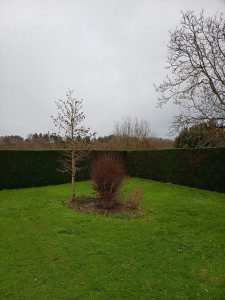 Photo de galerie - Taille de thuya côté et dessus.