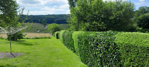 Photo de galerie - Taille de haie

