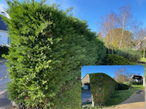 Photo de galerie - Taille de haie avant, et après