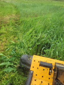 Photo de galerie - Parc environ 2500m2 non entretenu depuis quelques temps, herbe haute, grasse et dense ( intervention en cours ).