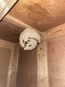 Photo de galerie - Frelons asiatiques 