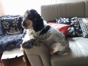 Photo de galerie - Garde chien