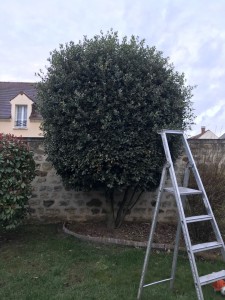 Photo de galerie - Taille d’un chêne vert.