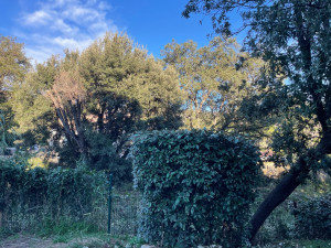 Photo de galerie - Taille de haies et d'arbustes