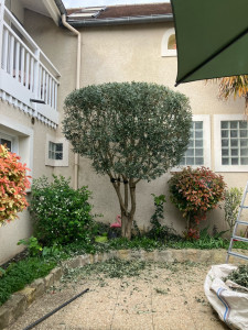 Photo de galerie - Taille d’un Olivier ( et nettoyage bien sûr ) 