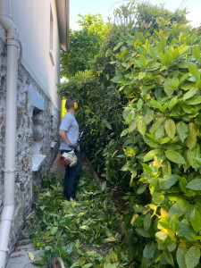 Photo de galerie - Taille de haies et d'arbustes