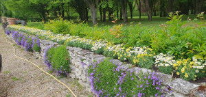 Photo de galerie - Bonjour je propose mes services pour entretenir votre propriété.  tonte .taille haie . désherbage.  plantation. potager. 