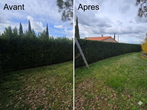 Photo de galerie - Taille d'une haie de cyprès 