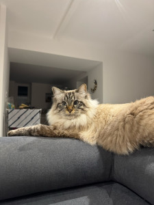 Photo de galerie - Chat garder régulièrement 