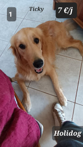 Photo de galerie - Jeune golden,  très gentil, adore jouer dans jardin avec ma petite chienne 