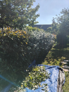 Photo de galerie - Taille de haies et d'arbustes