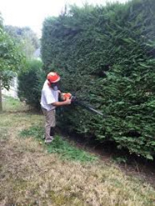 Photo de galerie - Taille de haies et d'arbustes