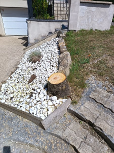Photo de galerie - Après abattage