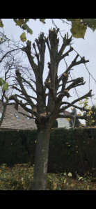 Photo de galerie - Elagage et coupe d'arbres