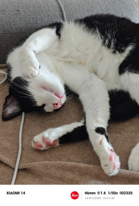 Photo de galerie - La sieste , les instants préférés de Zuble, un jeune chat de 3 ans