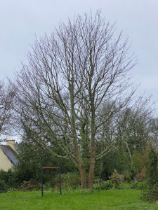 Photo de galerie - Elagage et coupe d'arbres