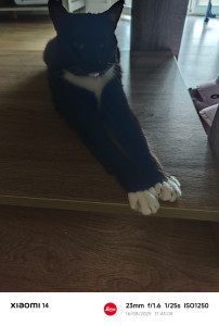 Photo de galerie - Magaté, une chatte toute calme qui raffole de câlins !