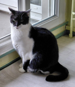 Photo de galerie - Goldorak le pensif