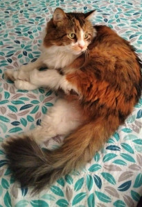 Photo de galerie - Greta, adorable chatte un peu peureuse elle a besoin de temps pour accorder sa confiance. Avec beaucoup de patience et d’amour elle me fait confiance petit à petit. Après 1 semaine, elle a accepté que je lui fasse des caresses, une belle petite victoire! 