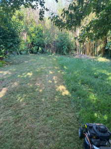 Photo de galerie - Tonte de pelouse