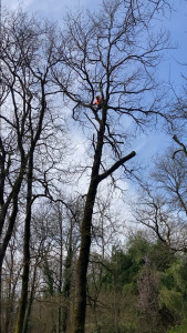 Photo de galerie - Élagage en rappel 