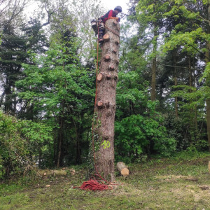 Photo de galerie - Elagage et coupe d'arbres