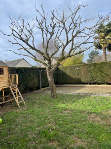 Photo de galerie - élagage d’un arbre de judée 