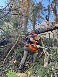 Photo de galerie - Abattage,coupe et évacuation de plusieurs séquoia tomber suite à la tempête gorreti 