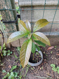 Photo de galerie - Arbre Avocat ? Après ? 