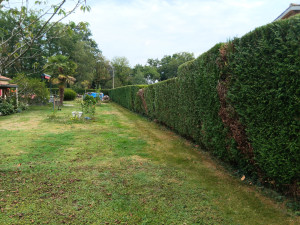 Photo de galerie - Haie 