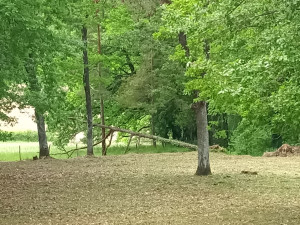 Photo de galerie - Nettoyage débroussaillage de l'ensemble d'un sous bois 
