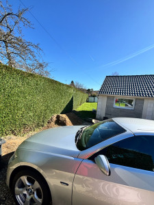 Photo de galerie - Taille de haie de thuya 