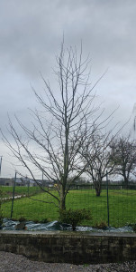 Photo de galerie - Taille d'entretien ?. 
(Avant)