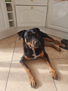 Photo de galerie - Adorable Rottweiler croisée, que j’ai garder pendant 3 semaines !