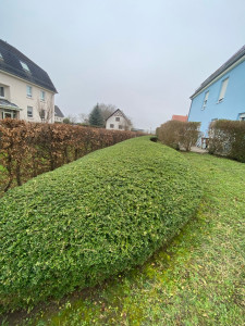 Photo de galerie - Bonjour propose  taille de haie  Tonte de pelouse  Débroussaillas désherbage manuel