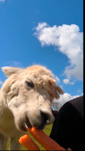 Photo de galerie - Garde animaux