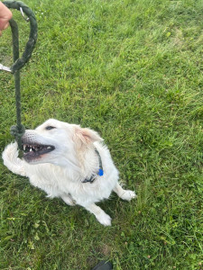 Photo de galerie - Golden Retriever 