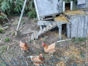 Photo de galerie - Visite et nourrissage de poule 