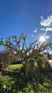 Photo de galerie - Taille de mûrier platane 