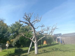 Photo de galerie - Taille d'arbres fruitiers 