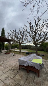 Photo de galerie - Elagage et coupe d'arbres