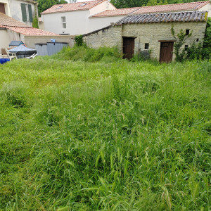 Photo de galerie - Tonte de pelouse - Débroussaillage